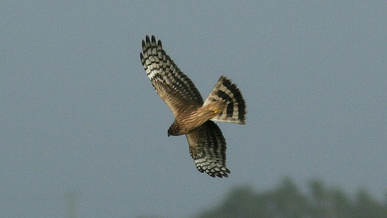 Image source: BirdWatch Ireland