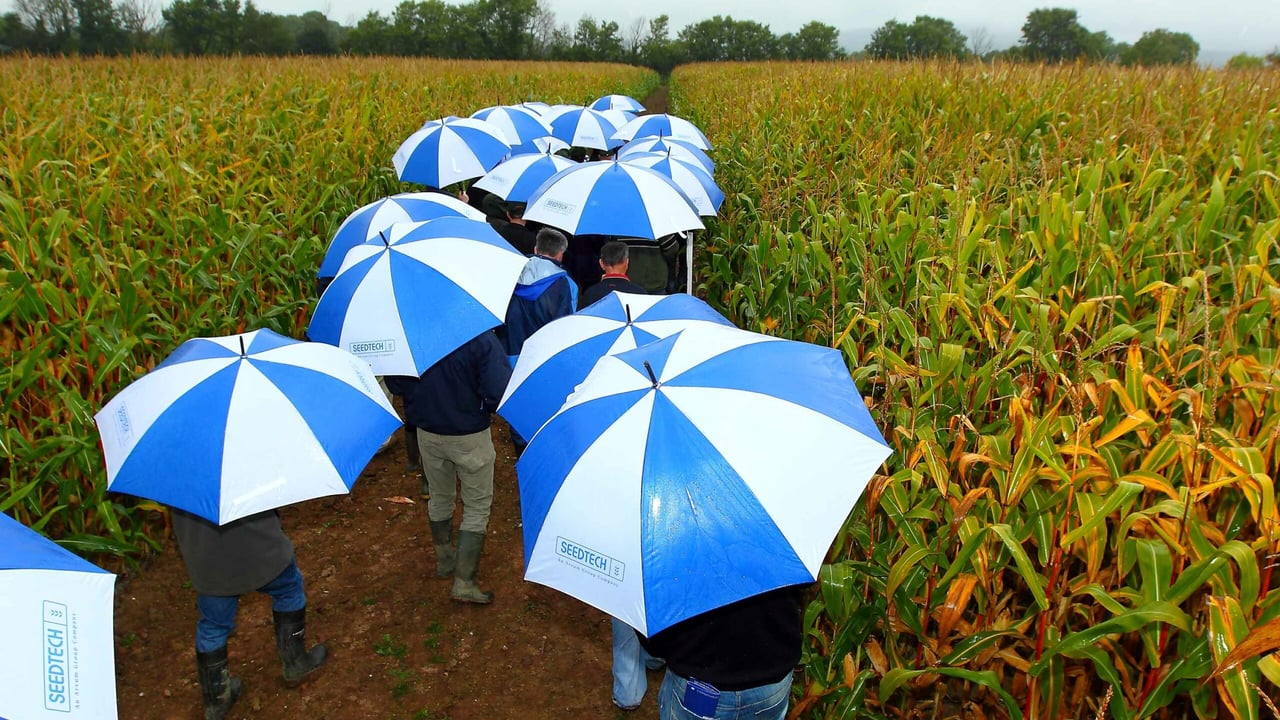 Visitors shelter from the rain under Seedtech umbrellas at their annual maize open day in south Kilkenny. 