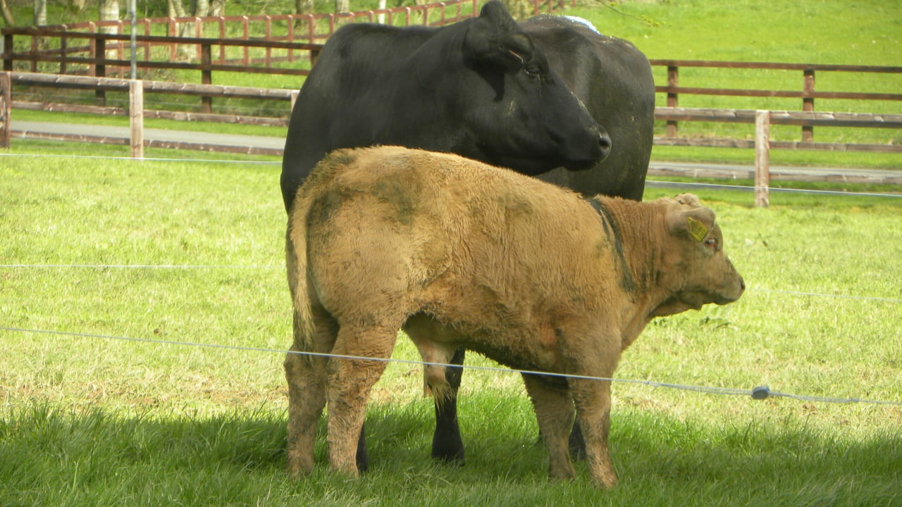Teagasc to host suckler breeding event in Kilkenny this Friday