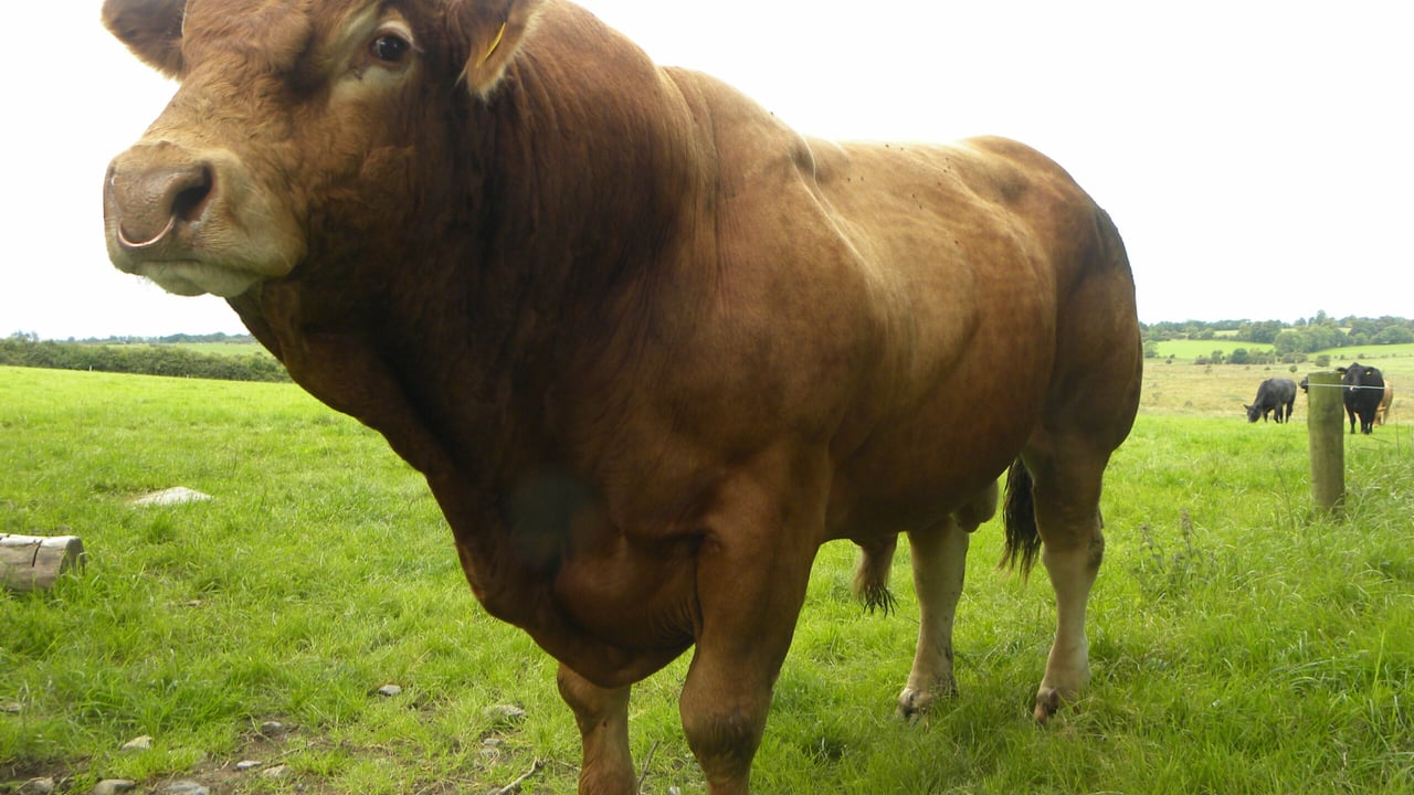 Beef-sired heifer calves from dairy herd have 'many benefits'