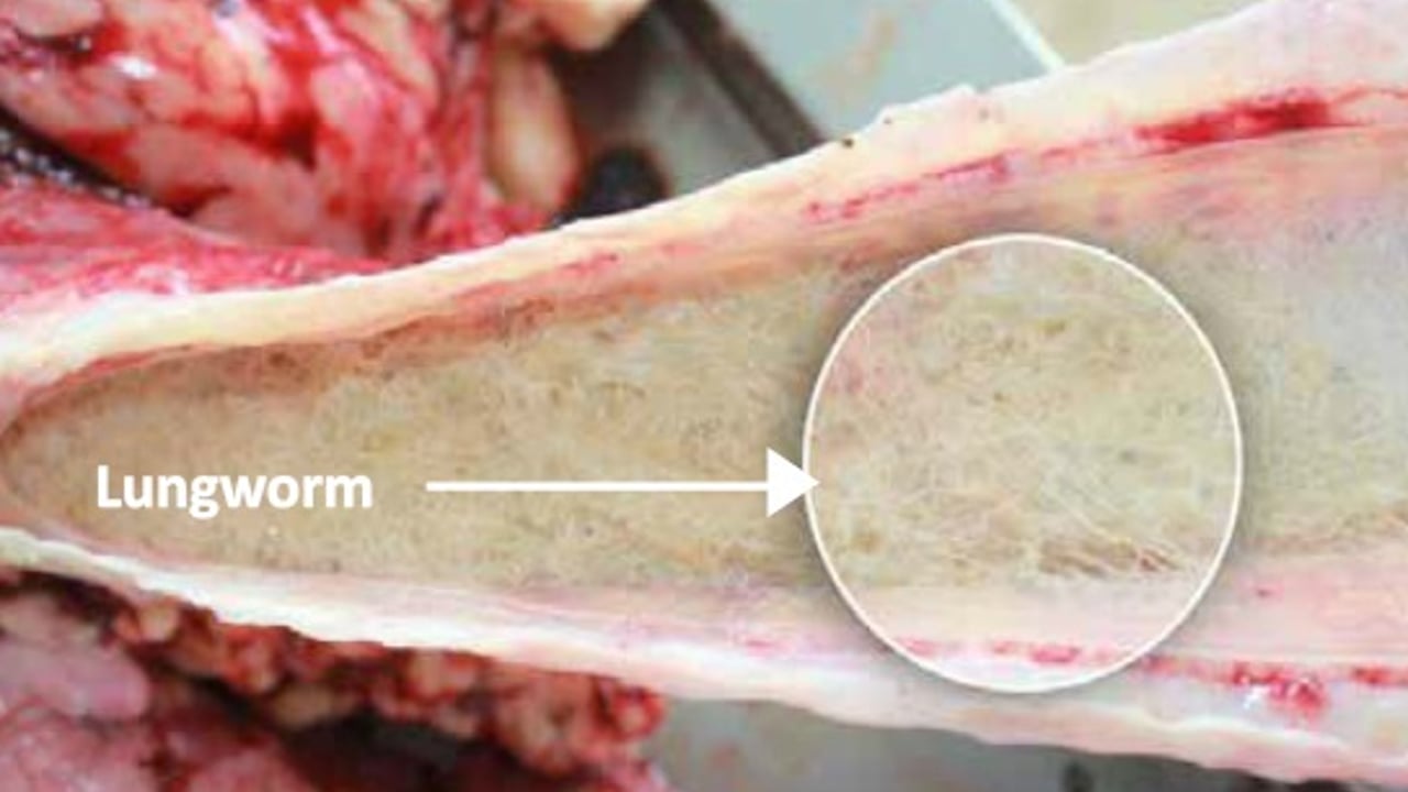 Image:  Animal Health Ireland (AHI)