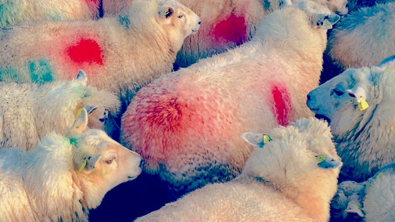 'Weight and price pressure on lambs leaves finishers frustrated'