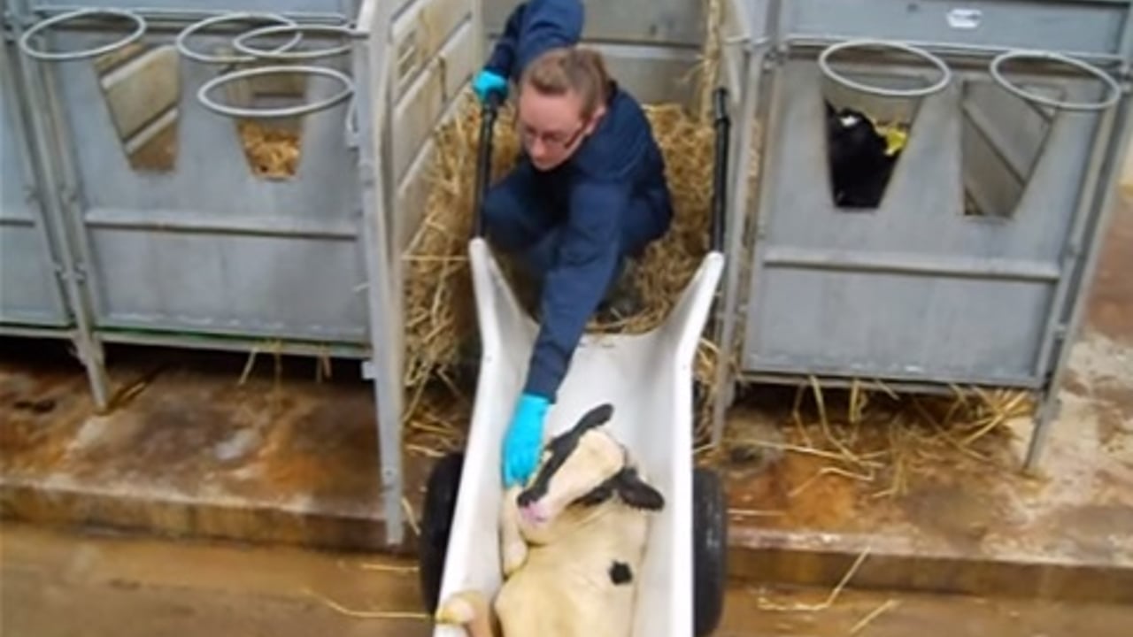 The Calf Barrow 
