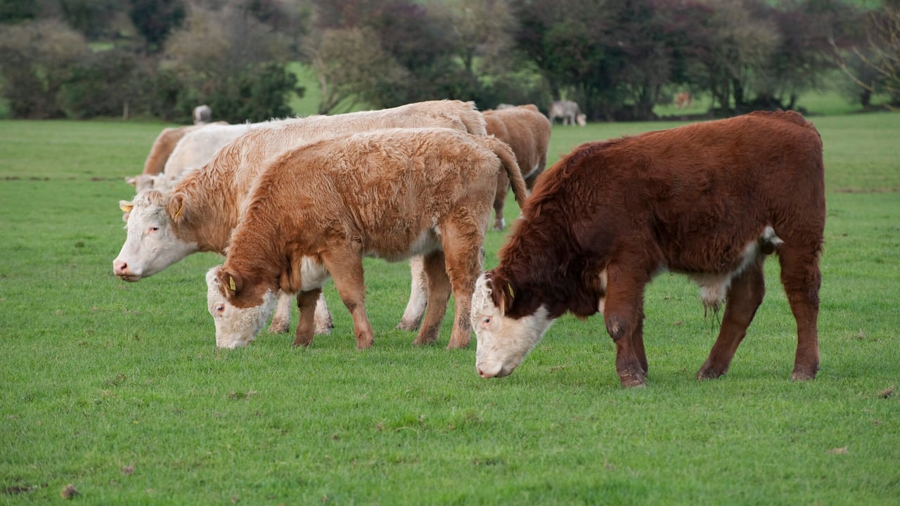 Freshly-weaned calves 'driven bananas' by fireworks