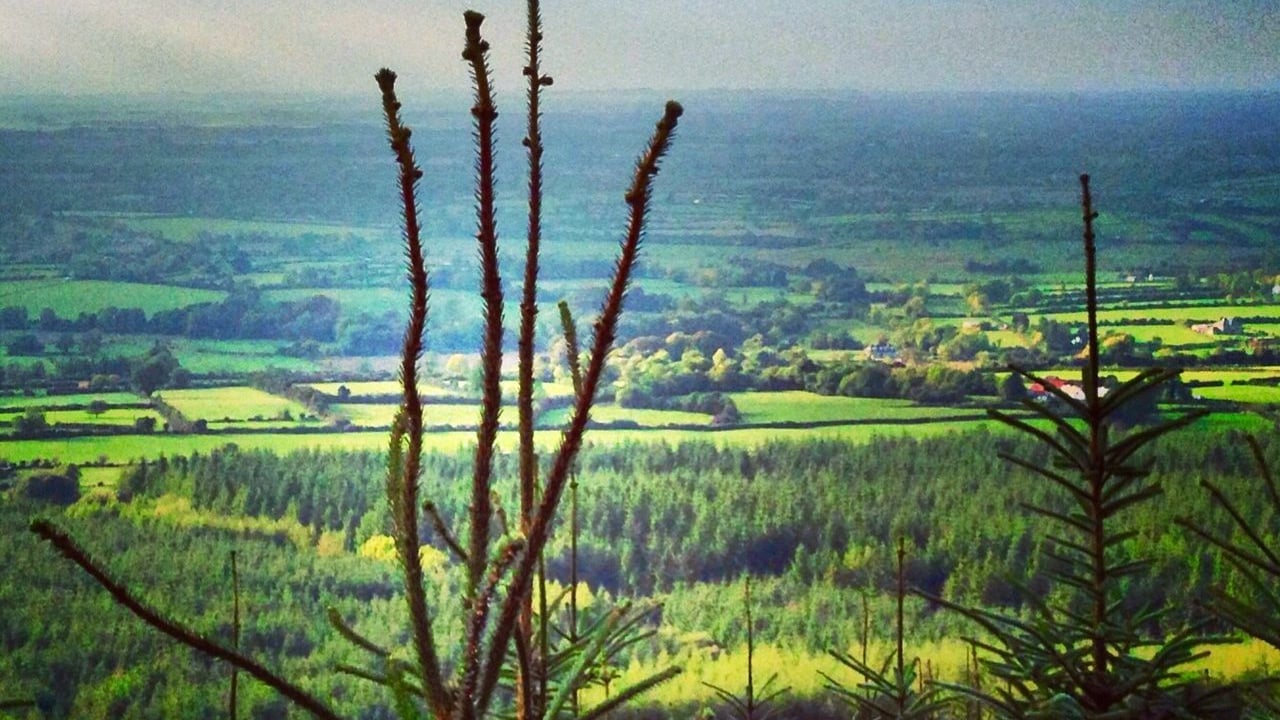 Irish Wildlife Trust: 'Plantation forestry is a disaster'