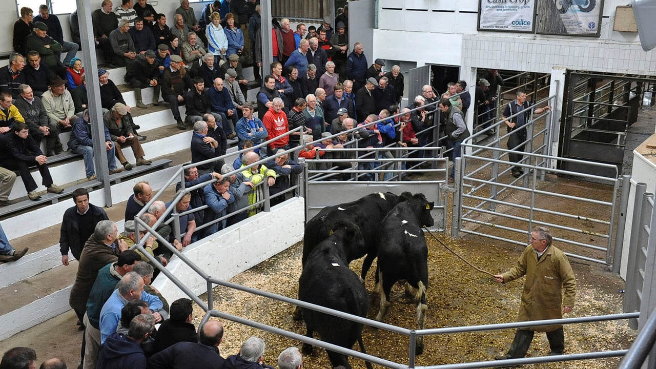 Dairy heifer prices up €100 on last year