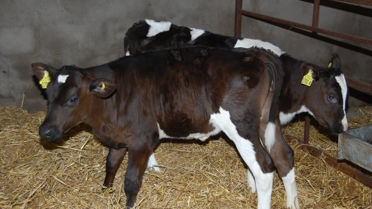 The treatment of scour in young calves is important