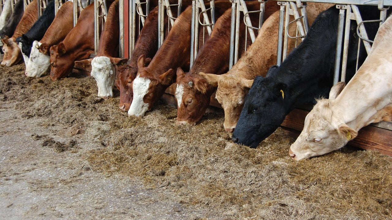 Will animal feed supply be affected by Brexit?