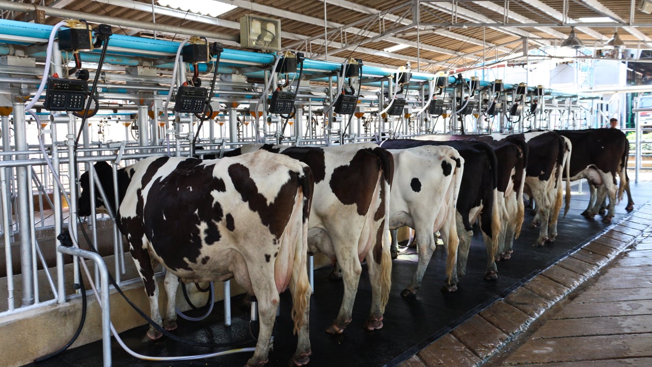 Opinion: The story of Christmas on a farm