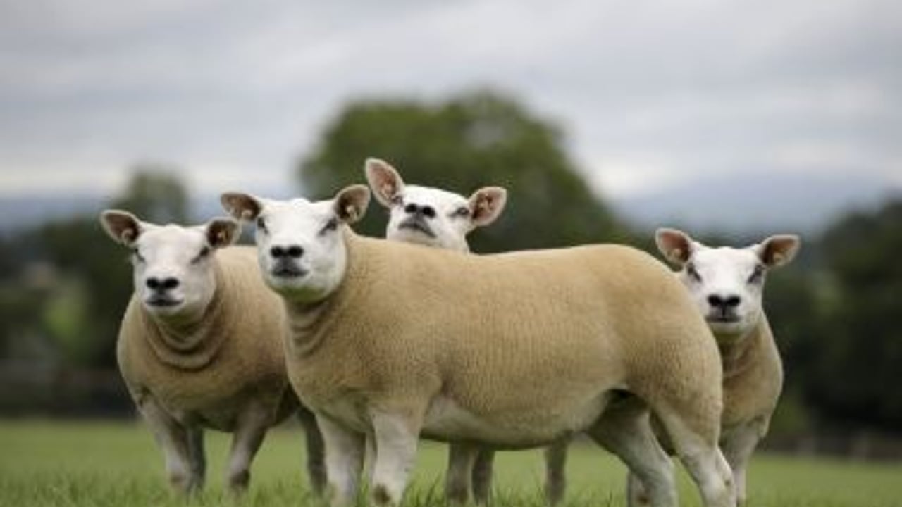Photo: Alfie Shaw Agriimages.