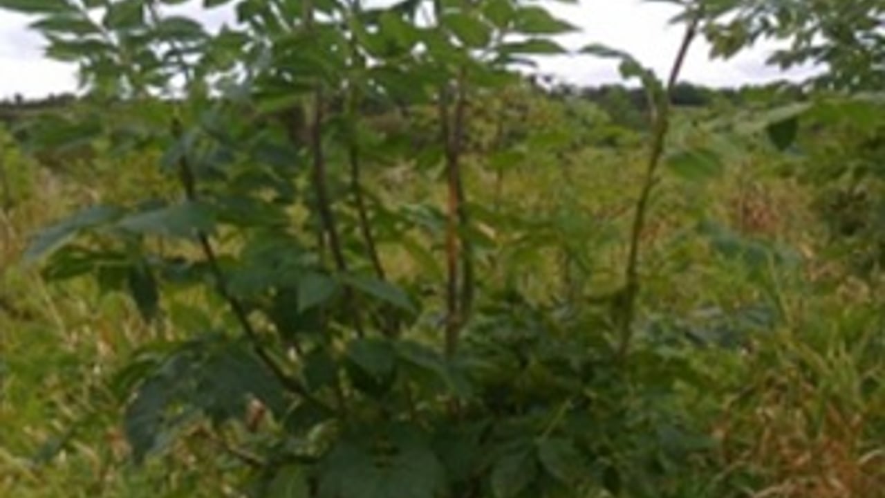 Cork company could help eliminate ash dieback - Sean Kelly