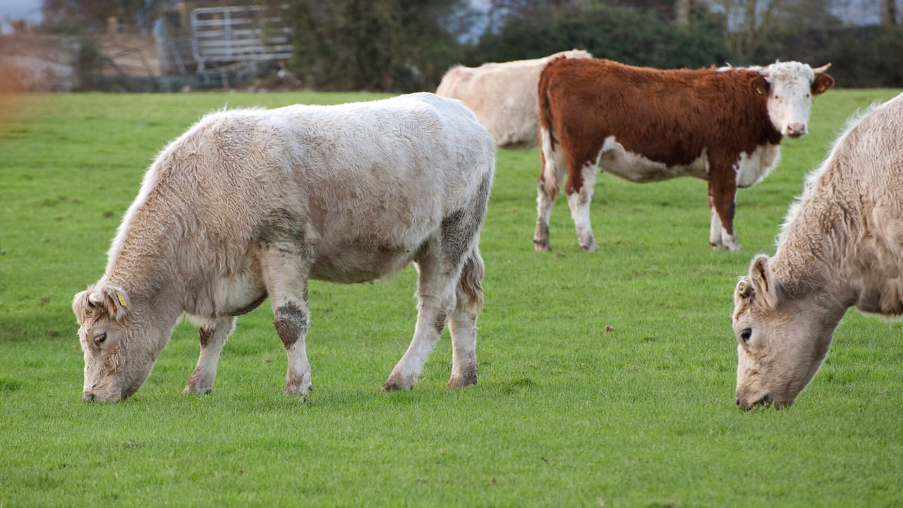 The TTIP deal will have a negative impact on Irish beef - IFA