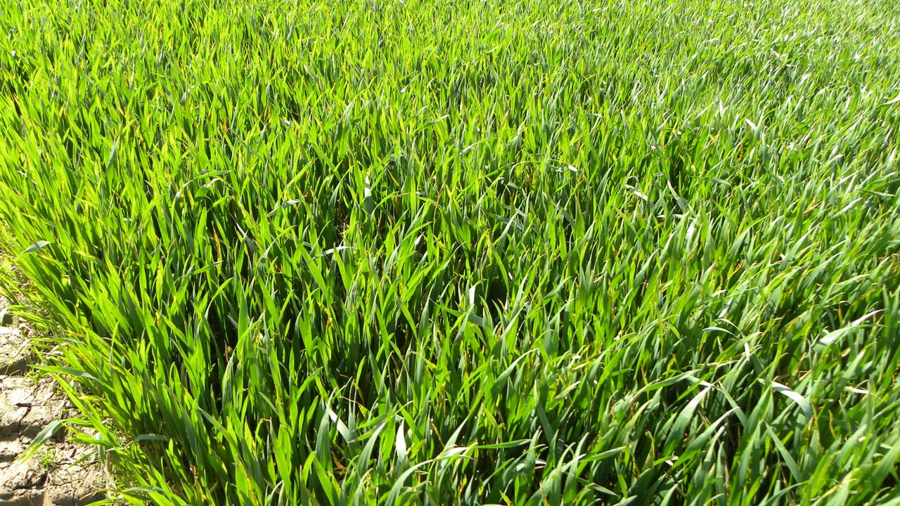 CAP reforms driving tillage farmers cropping decisions
