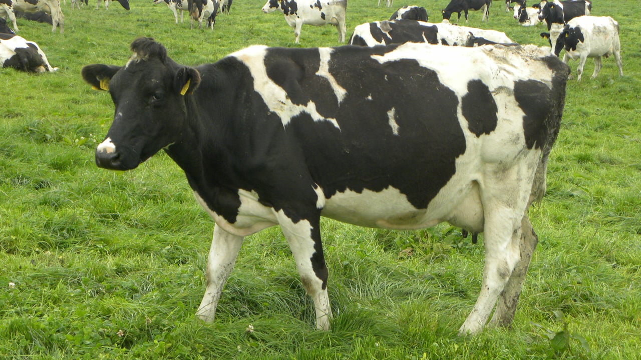 Good dairy management is important