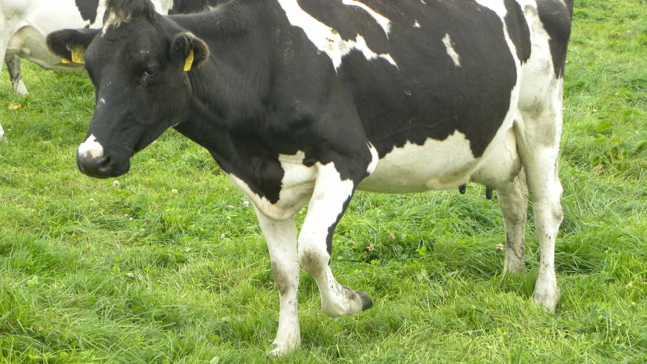 Mortellaro is more prevalent in dairy cows