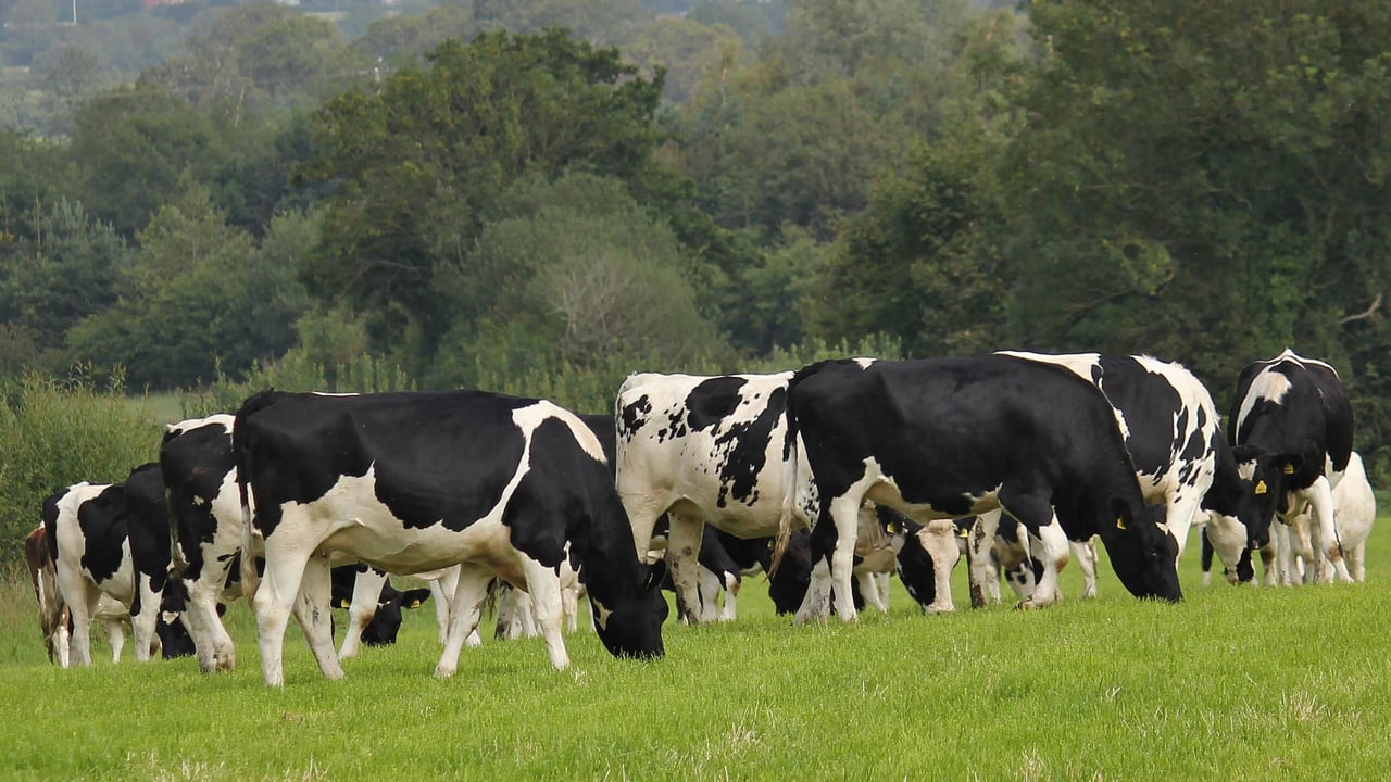 Limiting the drop in milk protein in your herd this spring