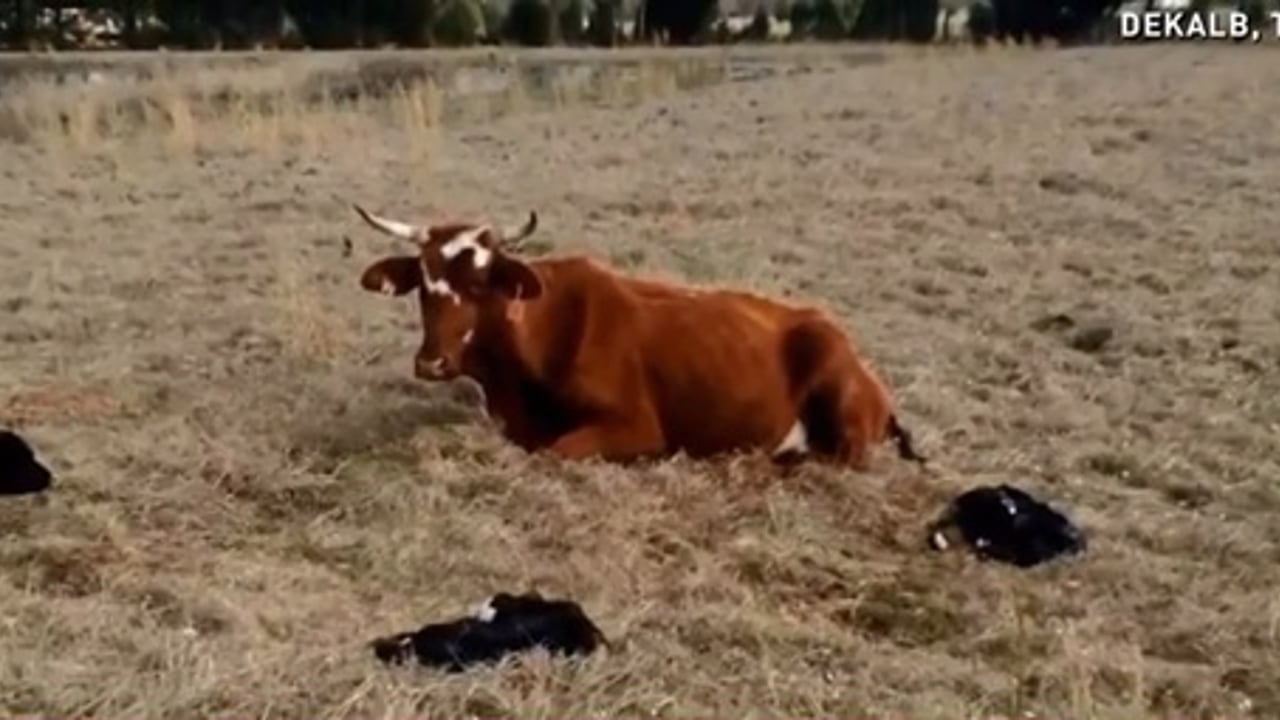 Fifteen the cow and her four calves. Image: USA Today 