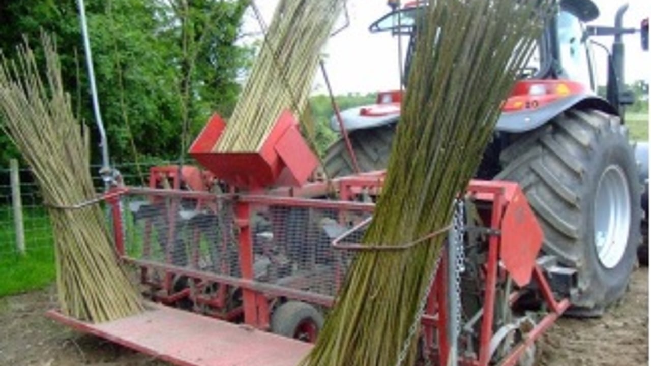 New Government backed willow scheme under consideration