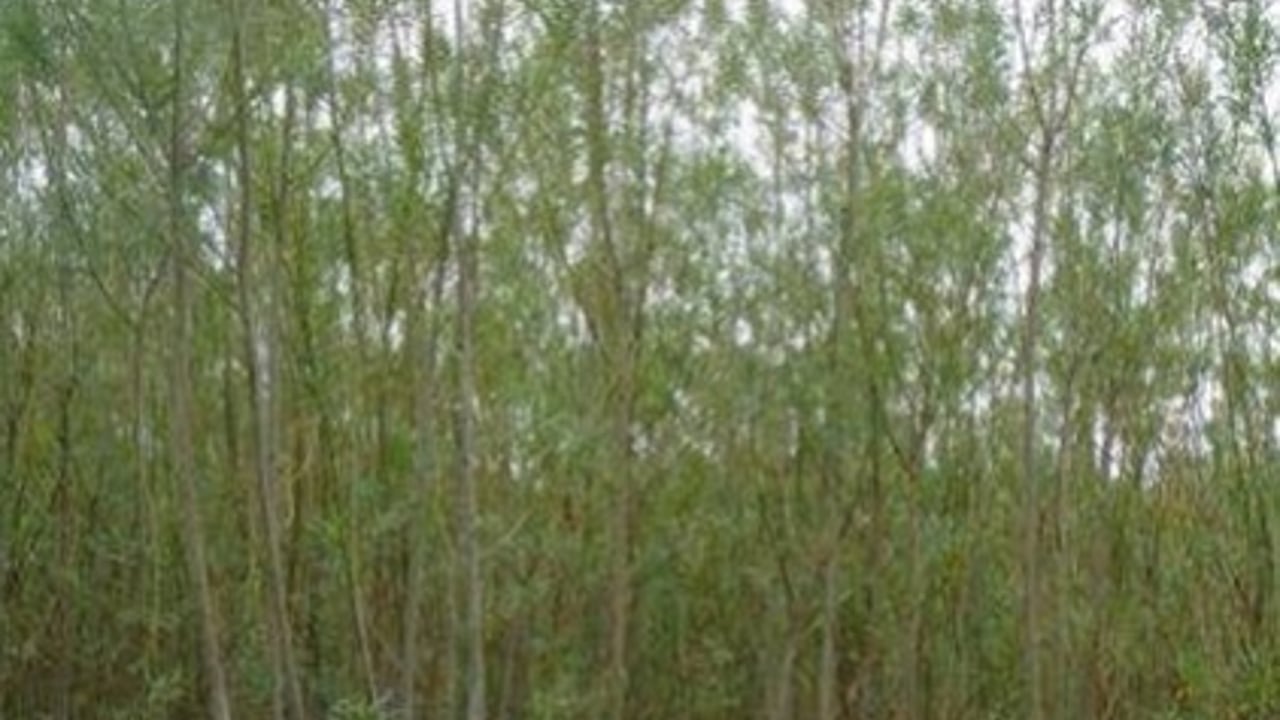 Growing willow at an angle can improve their biofuel yields
