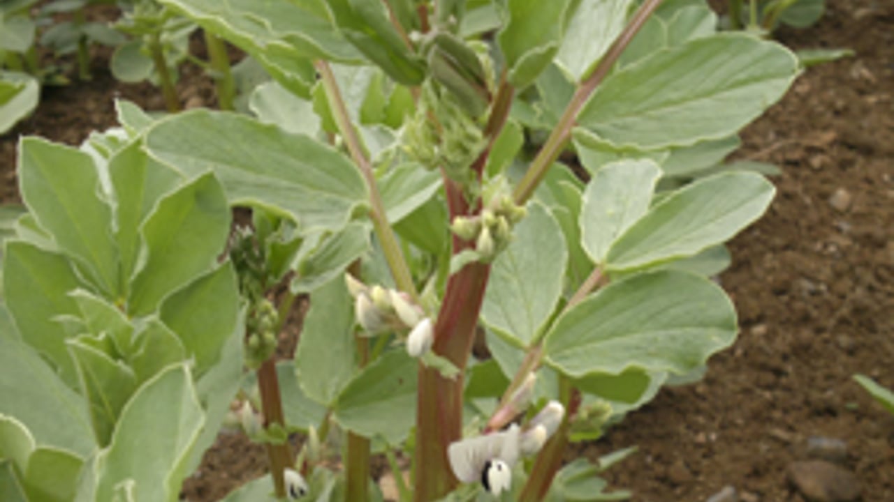 Still opportunity to sow spring beans this spring