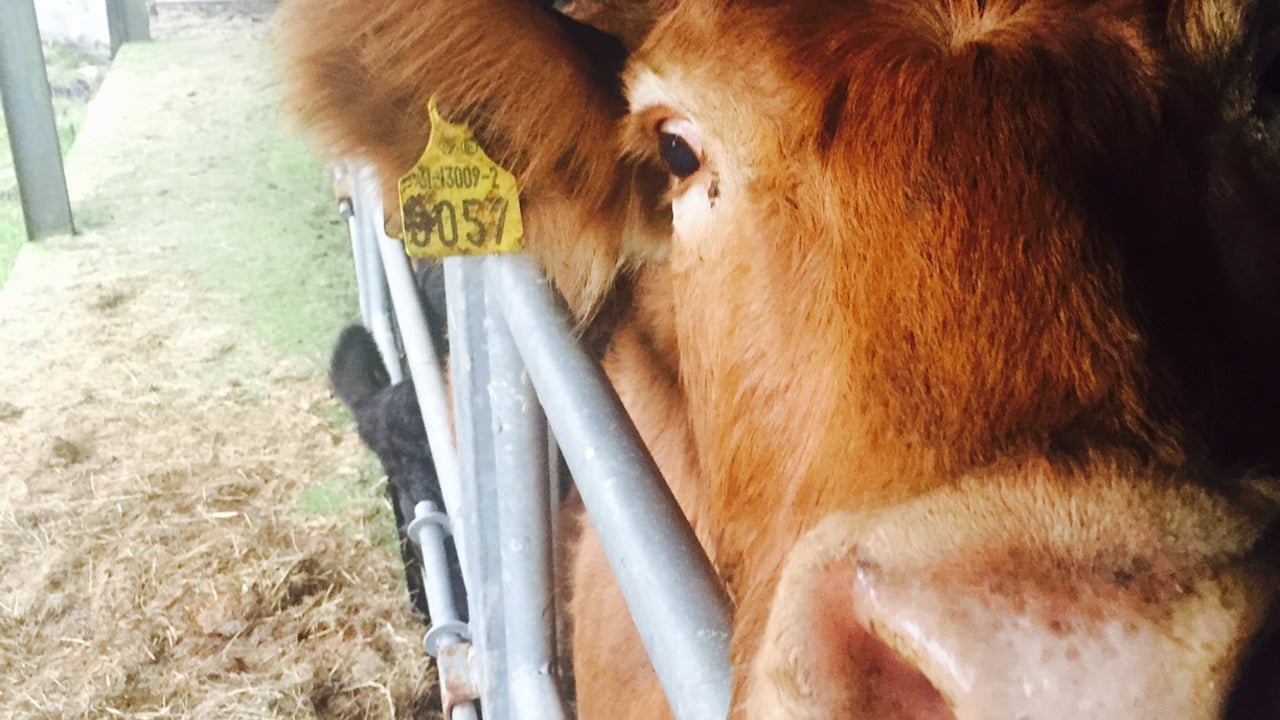 Authorities consider 'precautionary restrictions' on 6 veterinary products