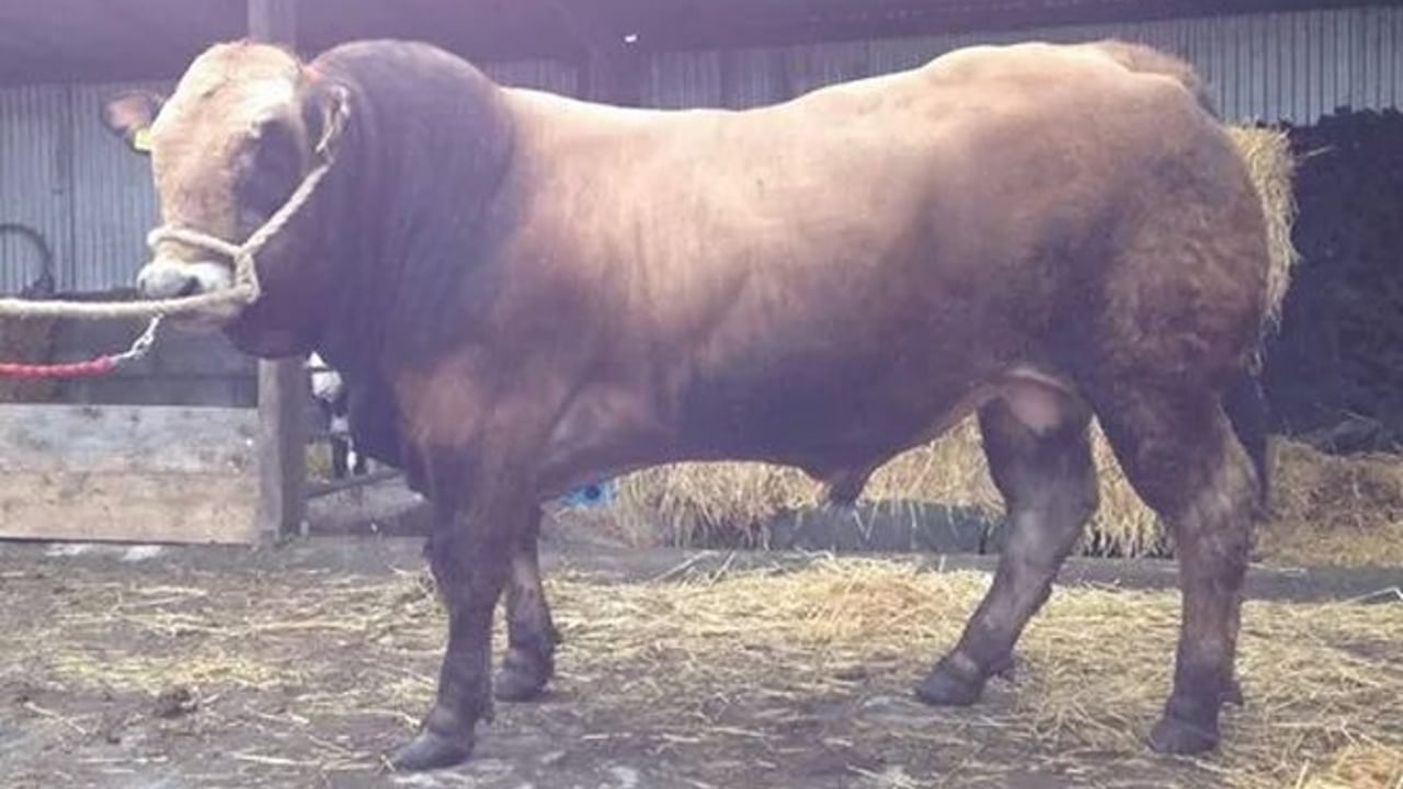 De Buitlier Igoe sold for €2,200.