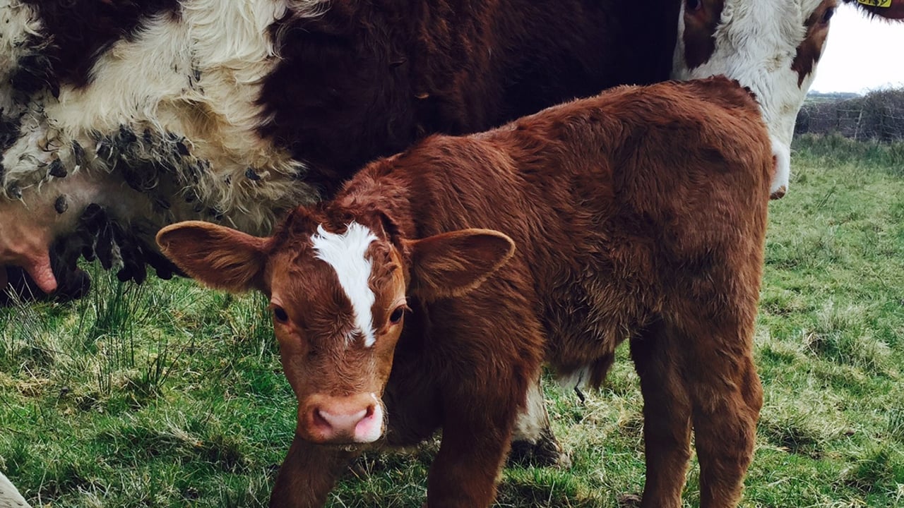 Farmers paid €855,000 in 'voluntary' cattle tag levies to ICBF in 2014