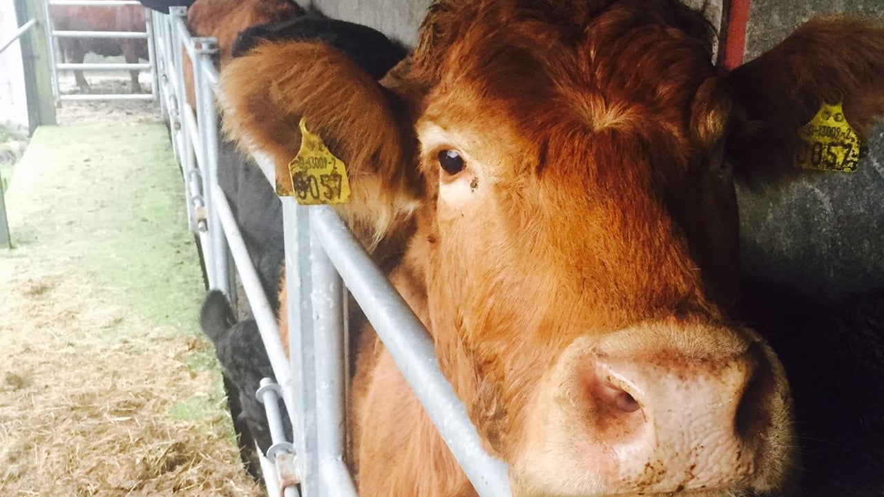 Scheme to modernise TB devices used by vets closes this month