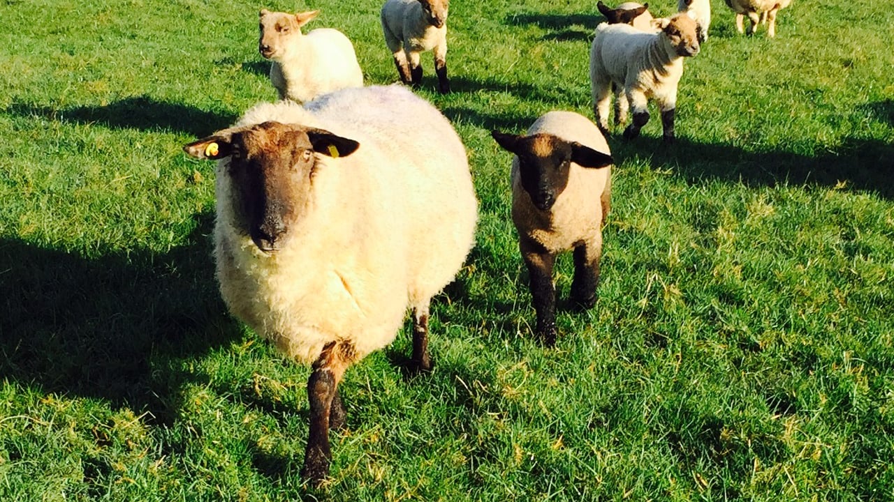 'Strong lamb sales in the lead into Eid festival'