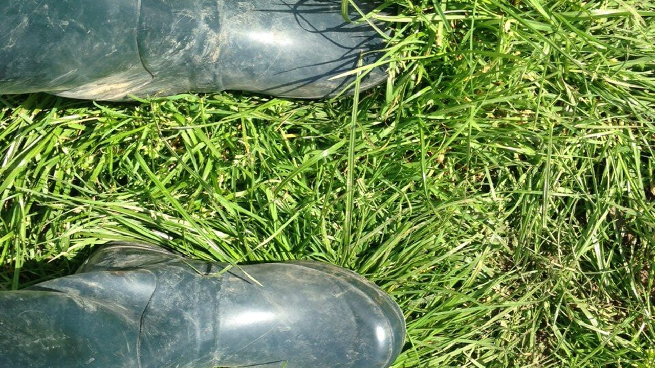 Importance of grass monitoring highlighted amid busy times for PastureBase