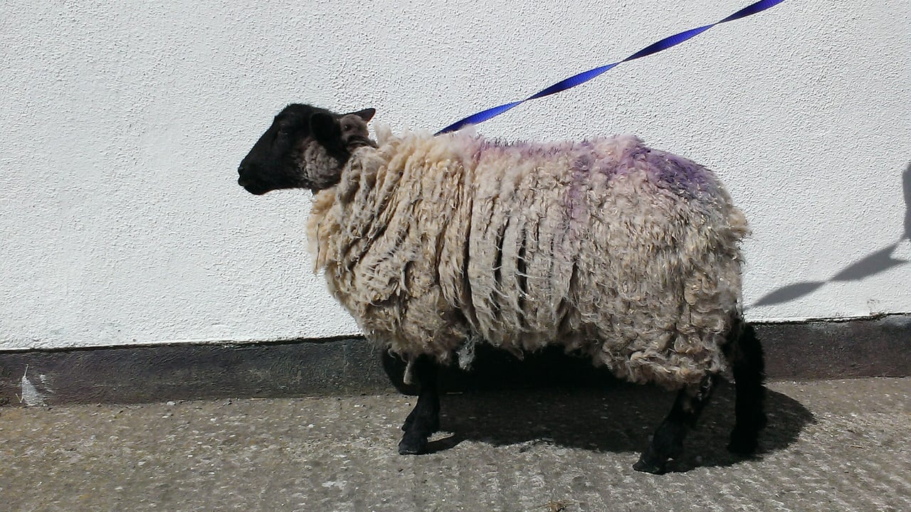 'Olivia Bond, Licensed to Lamb' - DSPCA