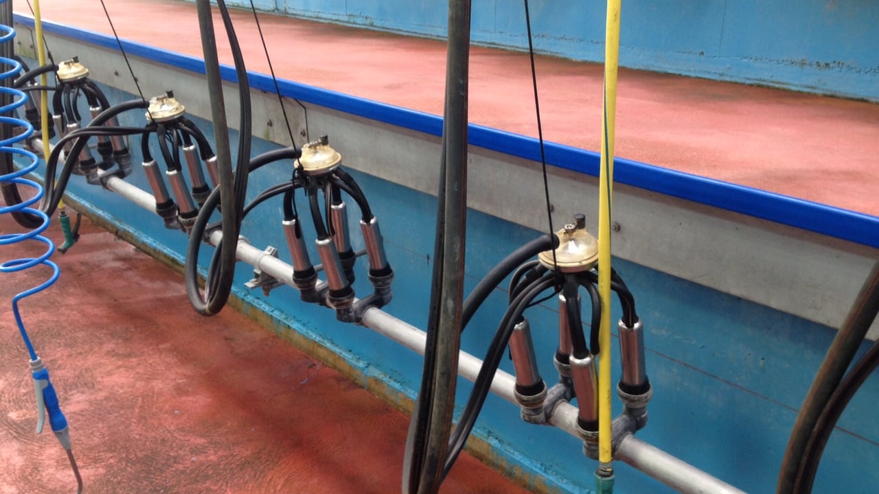 Dairy markets 'resilient' and price 'looks steady' - ICMSA
