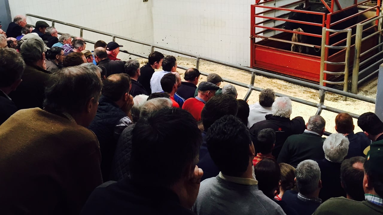 Cost of cattle more important to farmers than possible future price