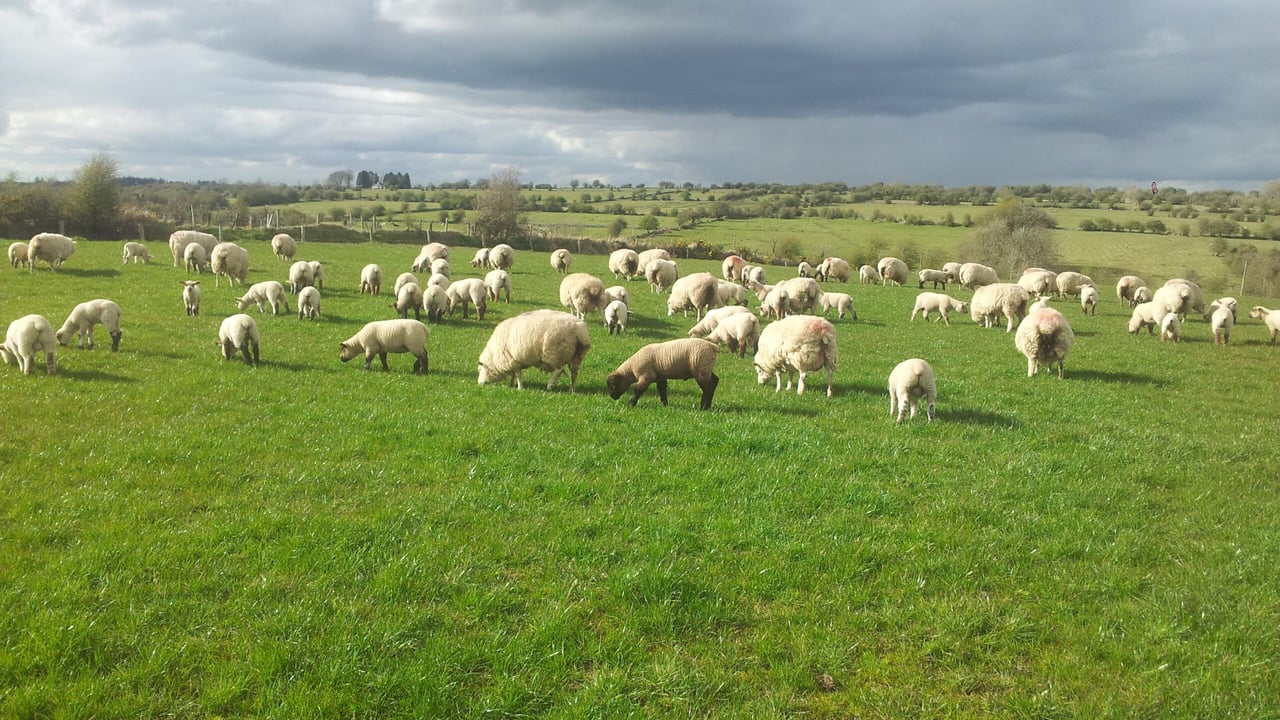 Australian lamb shortage drives up prices, but consumers not biting