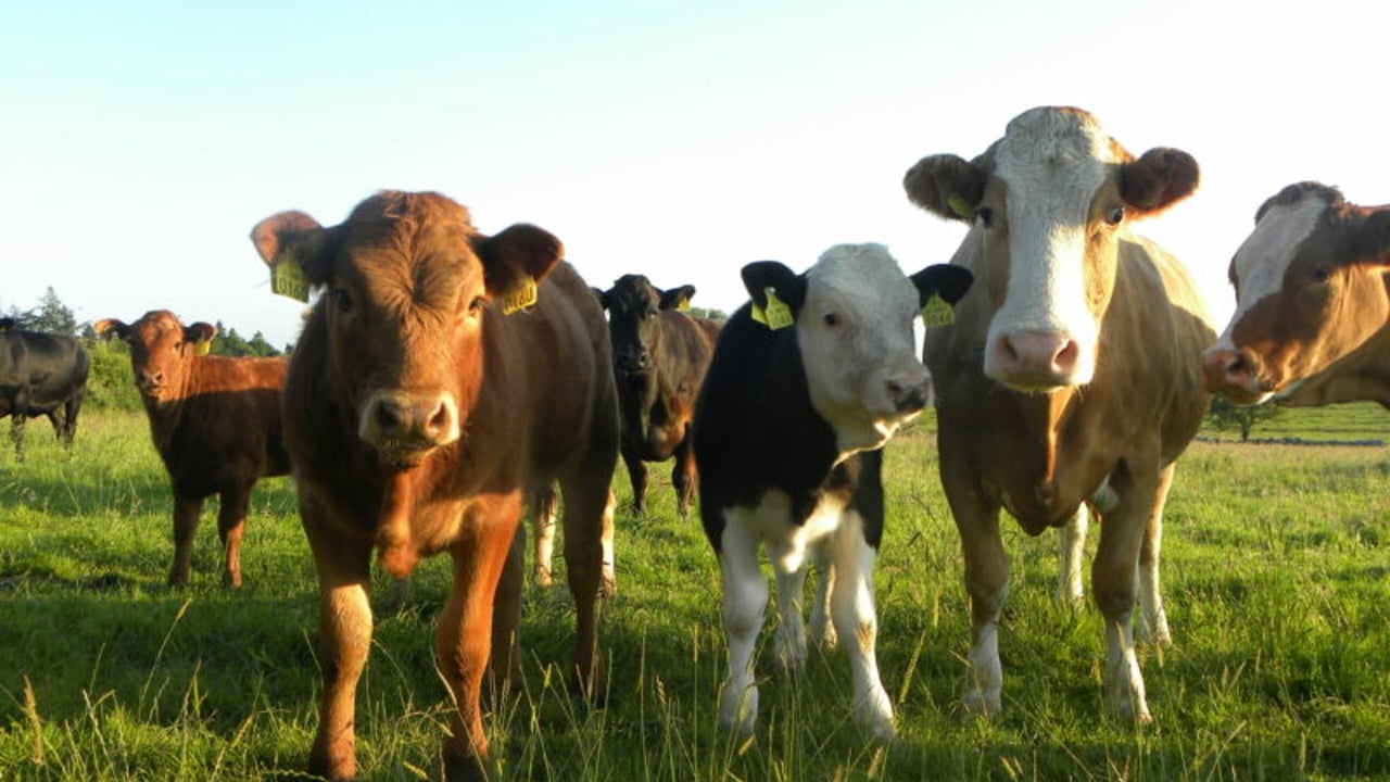 Do five-star cows actually produce more beef?