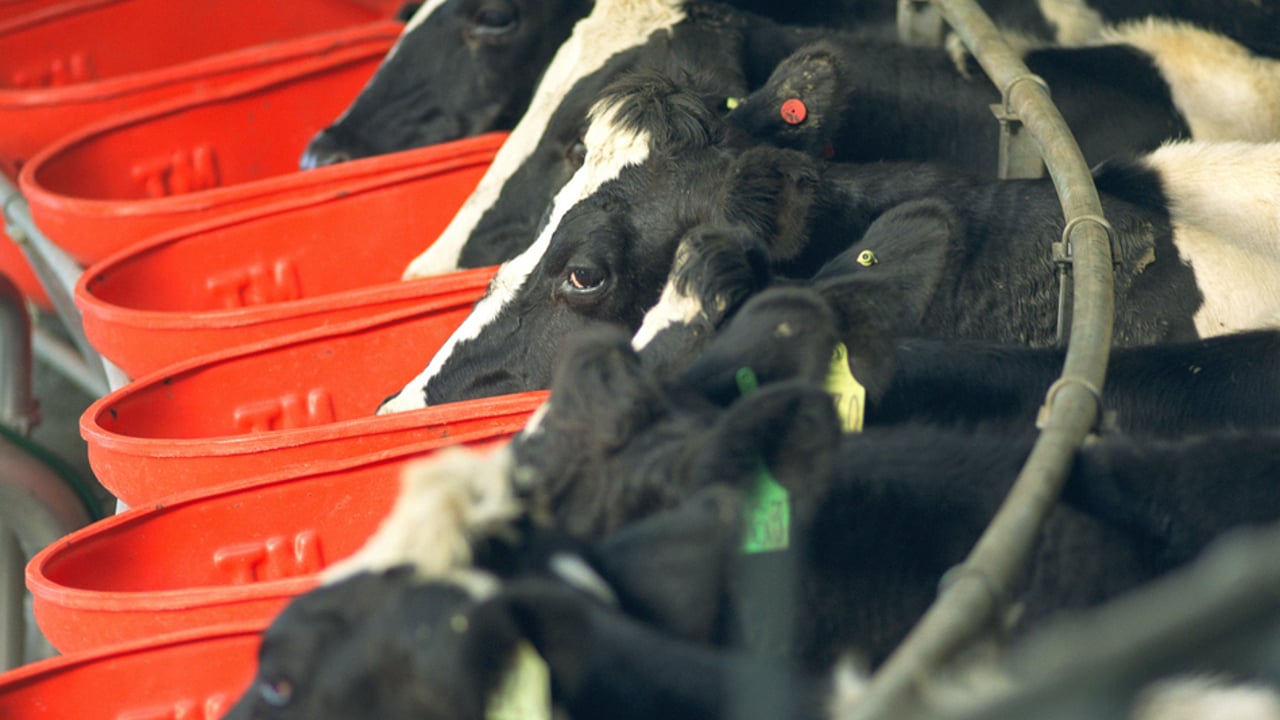 ICMSA calls for immediate 'flexibilities' on concentrate feed