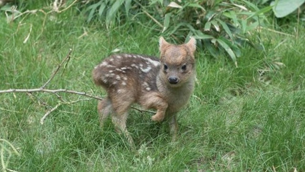 The Pudu fawn born at Queens Zoo recently. Image: Queens Zoo