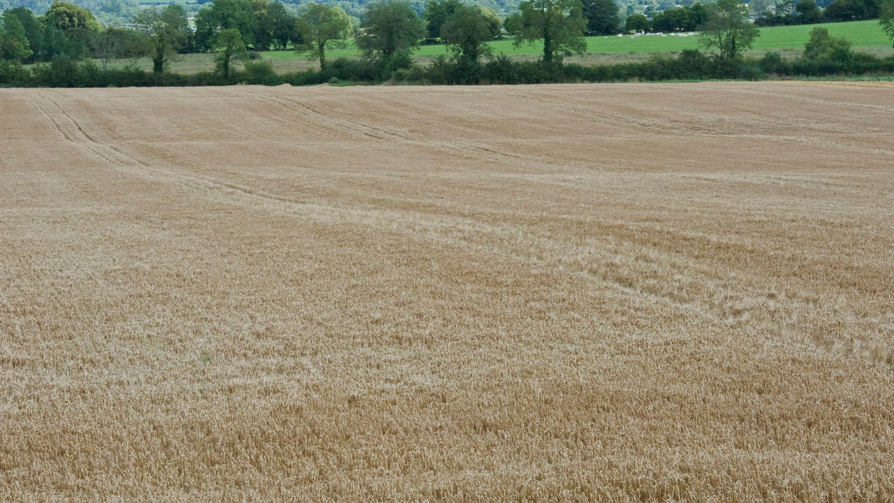 Spring barley. Photo O'Gorman Photography.