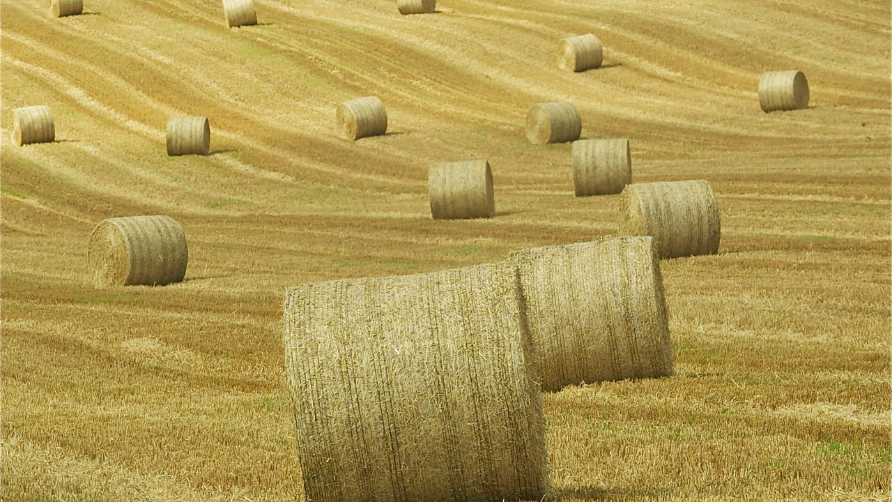 Straw prices: Market begins to move as rain continues