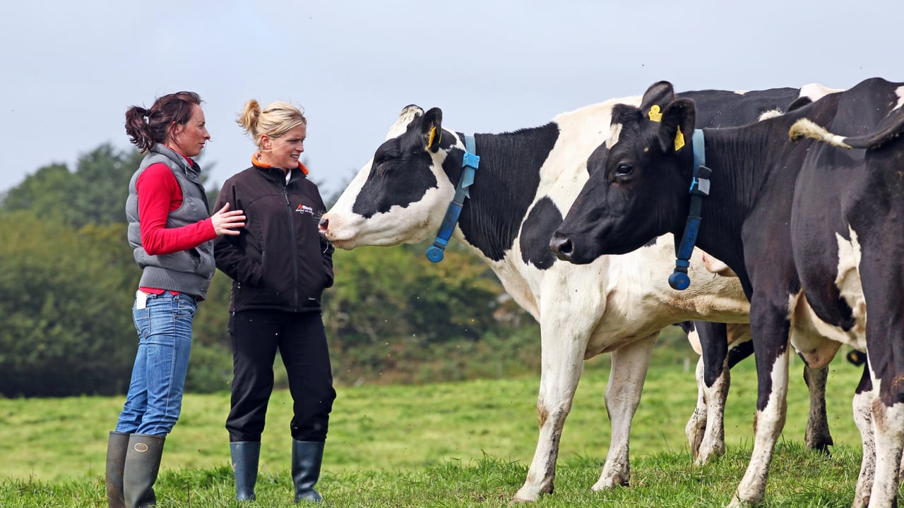 How to deal with low butterfat levels on the farm