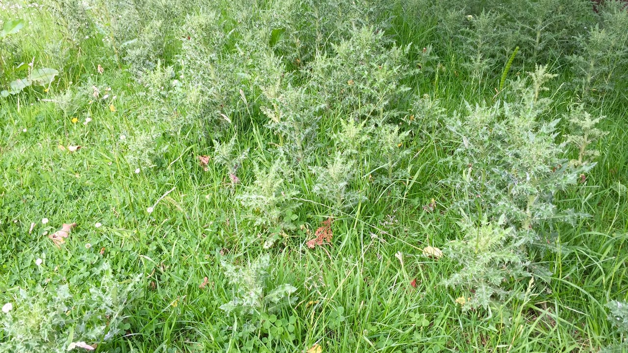 Teagasc: how to control scutch grass and thistles in the long-term