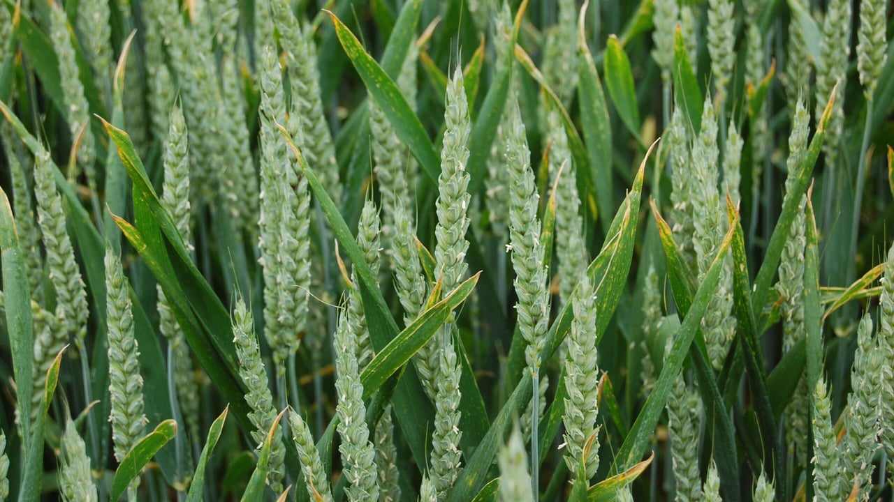 Plant breeders cannot offer a septoria resistance solution – at least not yet