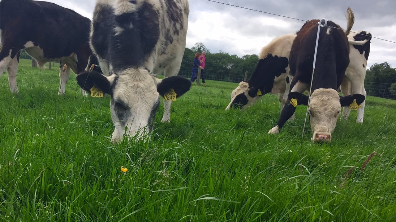 Pics from the farm of one of the country's best calf-to-beef producers