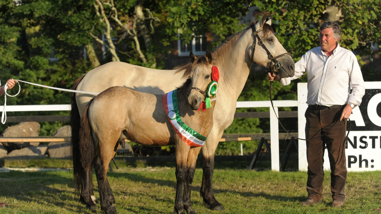 Image: Connemara Pony Breeders Society 