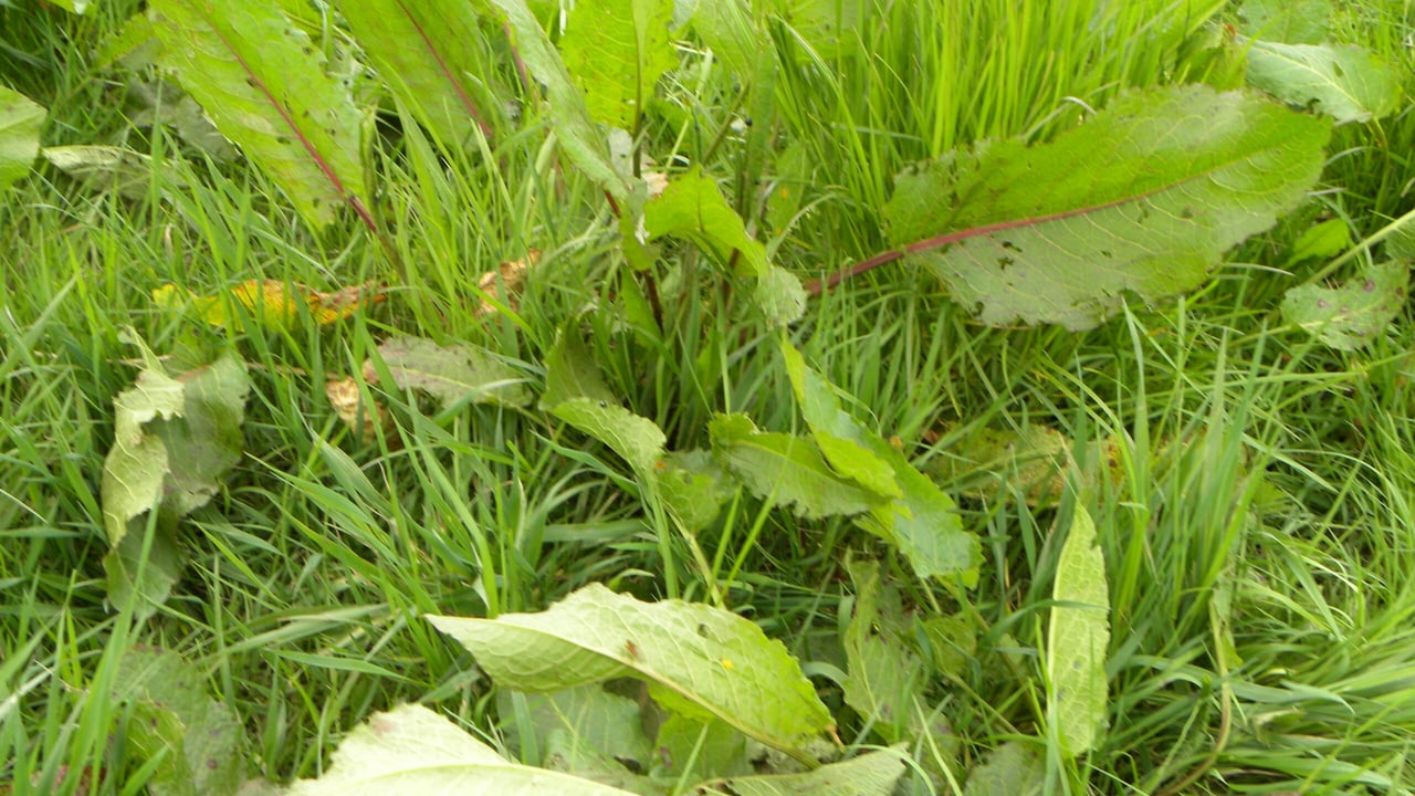 Dealing with docks: 'If you can eliminate them more grass will grow in their place'