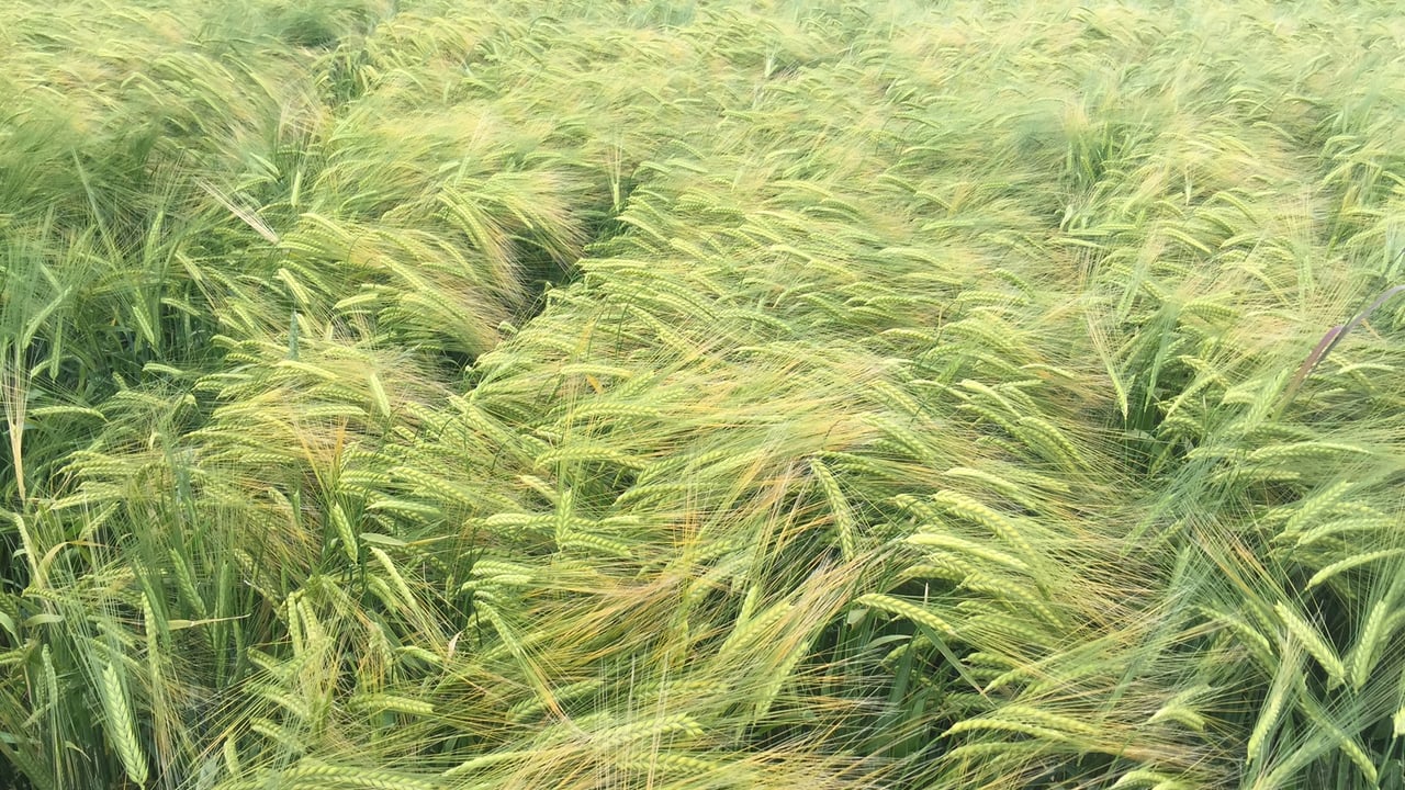 New weed and insect protection options from Dow Agrosciences