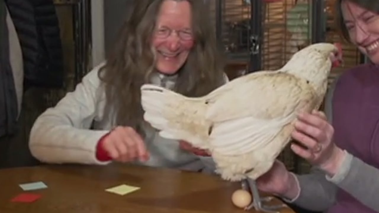 'Eggcellent' debut: Hen lays egg on live tv
