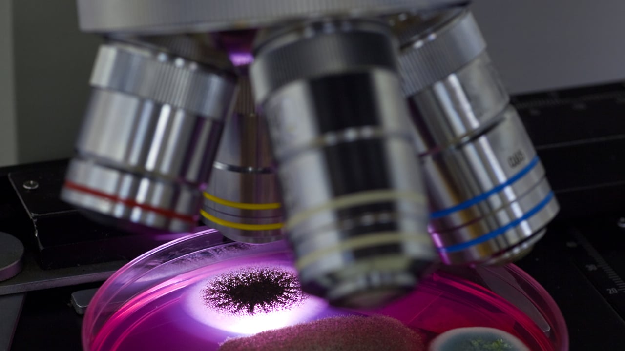 13 animals test positive for potential use of growth promoters in 2014