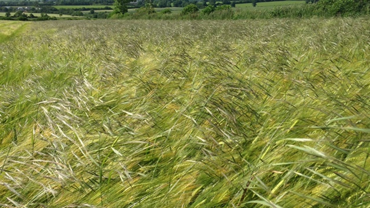 Sterile brome in winter barley