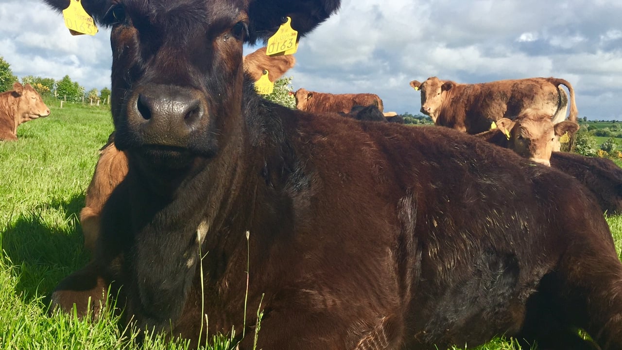 Irish beef trade remains strong - Despite French protests